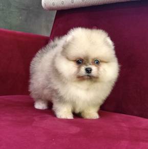 POMERANIAN PUPPIES P160 available cute cute