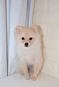 J0467 Pomeranian Fox Cub Puppy