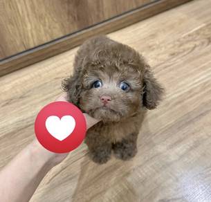 MINI POODLE PUPPIES S115 🌻 Premium Puppy