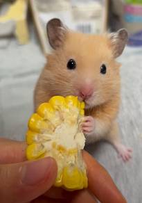 Syrian hamster 🐹 