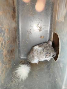 tikus mini (dormouse)