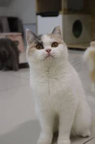 British shorthair calico female