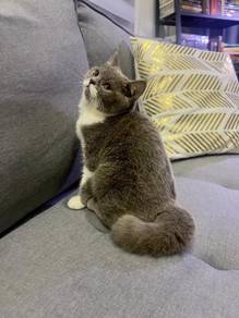kucing untuk direhome