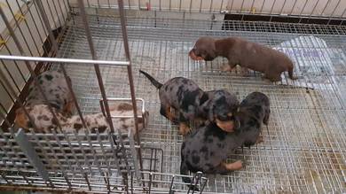 Ps Dachshund
