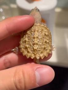 Super RARE *Hypo Yellow* Snapping Turtle