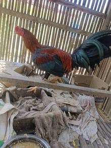 Ayam Texas 