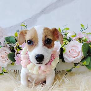 Jack Russell