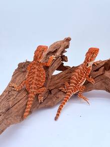 Bearded Dragon