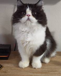 Male kitten 5 month