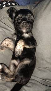 Shihpoo 