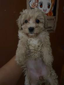 Toy Poodle