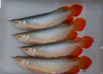 Super red 6 inch -wholesale price