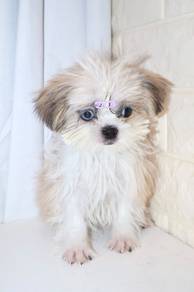 J0175 Shih Tzu Long Hair Soft Fur Puppy