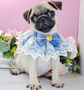 Pug