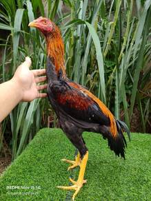 Ayam Kacukan ekor lidi ratu