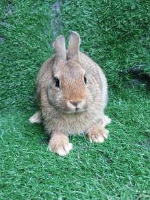 Arnab Netherland dwarf Nd