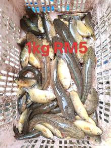 ikan darat