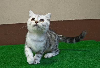 American Shorthair x Scottish fold kitten 