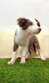 Birder collie tri color