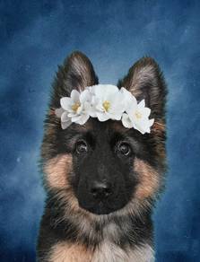 German shepherd