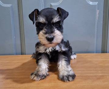 Miniature Schnauzer 