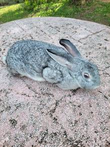 Arnab dewasa adult betina grey cute 🐰🐰🐰