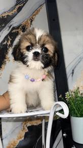 Shihtzu