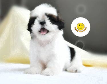 SSMM_FF9910 Shih Tzu pretty small size pet dog