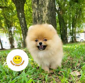 GS7119 Chubby Tiny Pomeranian adorable puppy