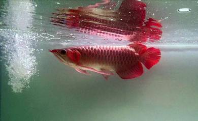 arowana blood red 3a quality -wholesale price