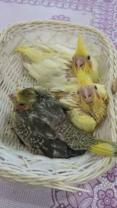3 Cockatiel anak suap lambat keluar nestbox