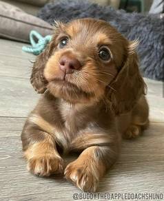 Dachshund chocolate tan mka microchip