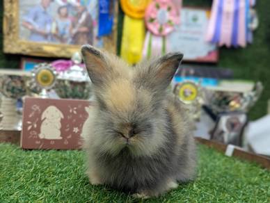 Arnab Teddy Bear Rabbit jrH