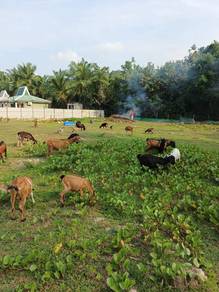 Kambing kampung