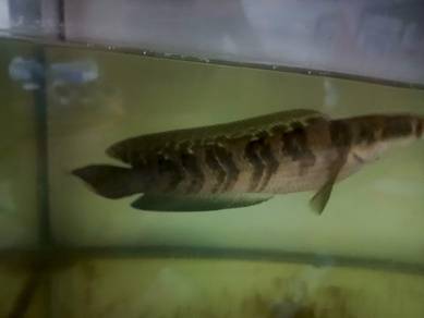 Channa Maru Red SBK