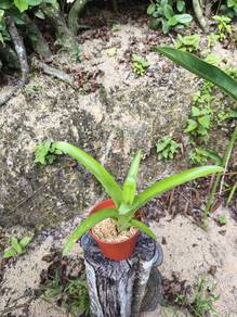 Bromeliad