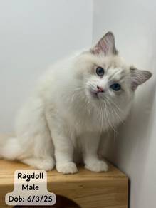 Ragdoll Untuk Dijual !!
