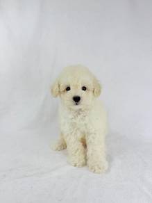 Poodle