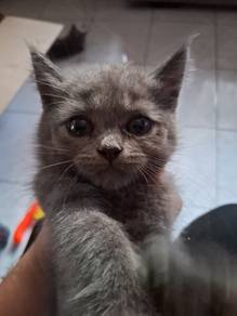 kucing baka BSH untuk dijual umur 4 bulan