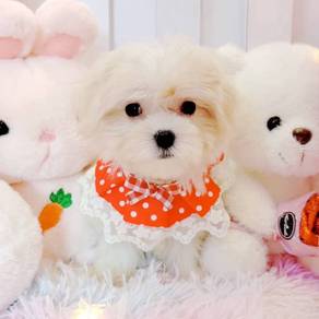 Maltese