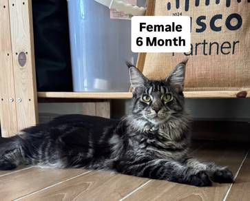 Mainecoon Cat/Kucing