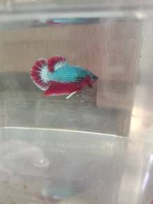 ikan betta plakat