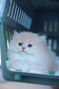 Blue Gold cat