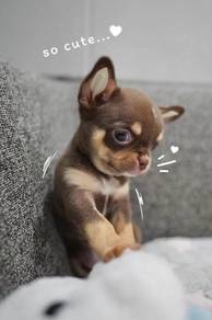 Apple head Chihuahua 
