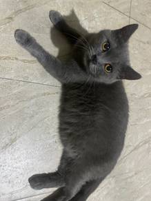 British shorthair (BSH) bunting pregnant