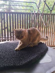 Bsh Golden