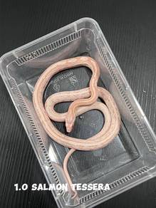 corn snake (salmon tessera morph)