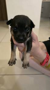 Cute puppies for adoption 