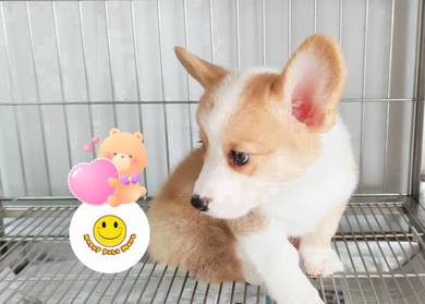 RRLL-1992 Welsh Corgi baby puppies dogs