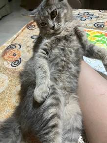 Kucing Kelabu Comel